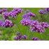 Verbena bonariensis violett P9 cm