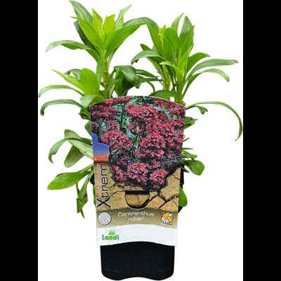 Centranthus ruber rot P1 l