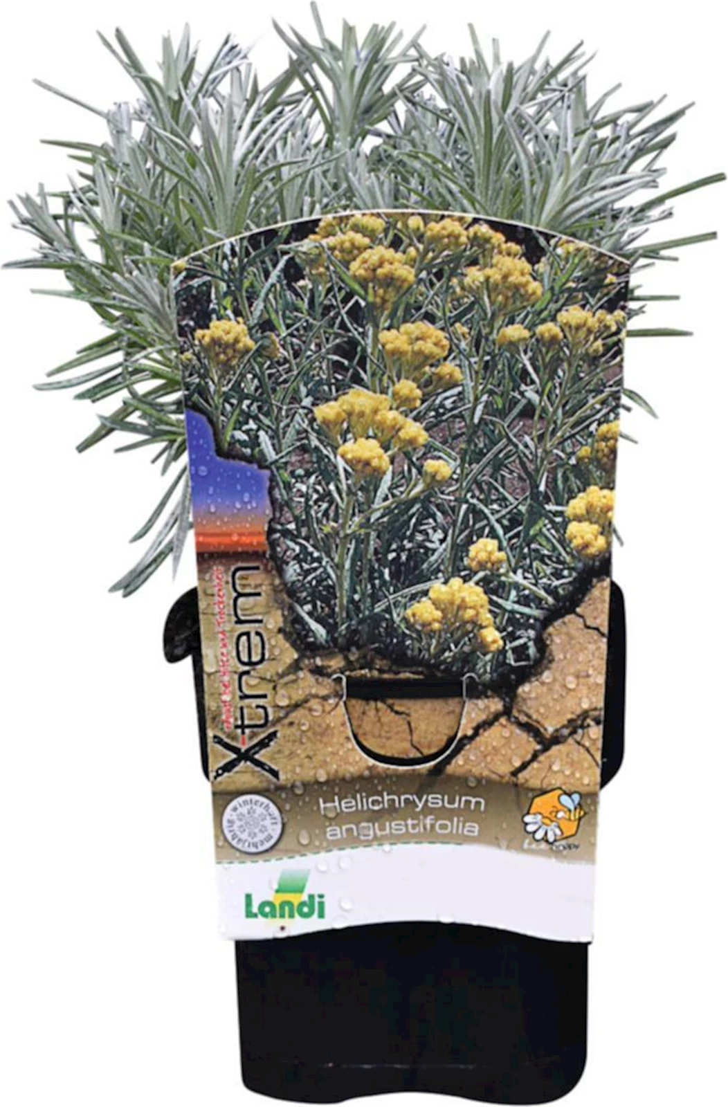 Helichrysum ang. grau-laubig gelb P1 l