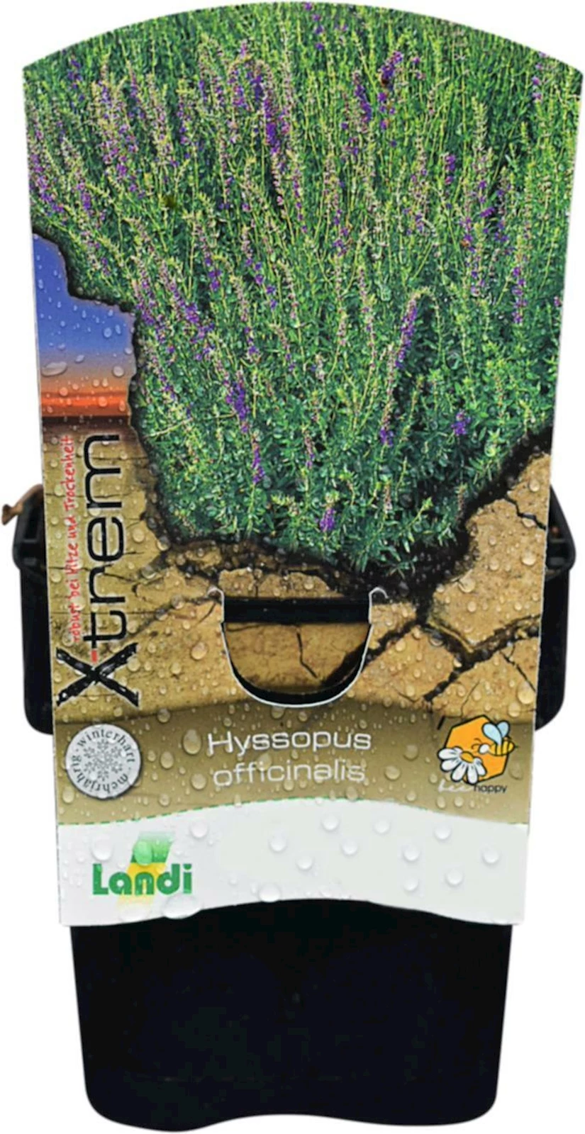 Hyssopus officinalis blau P1 l