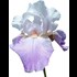 Iris Barbata Elatior in Farben P1 l