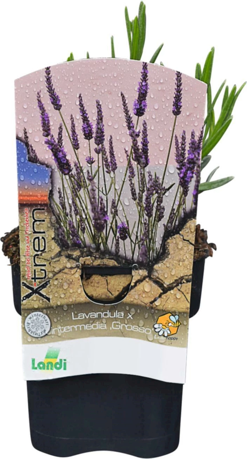 Lavandula x interm. 'Grosso' bleu P1 l