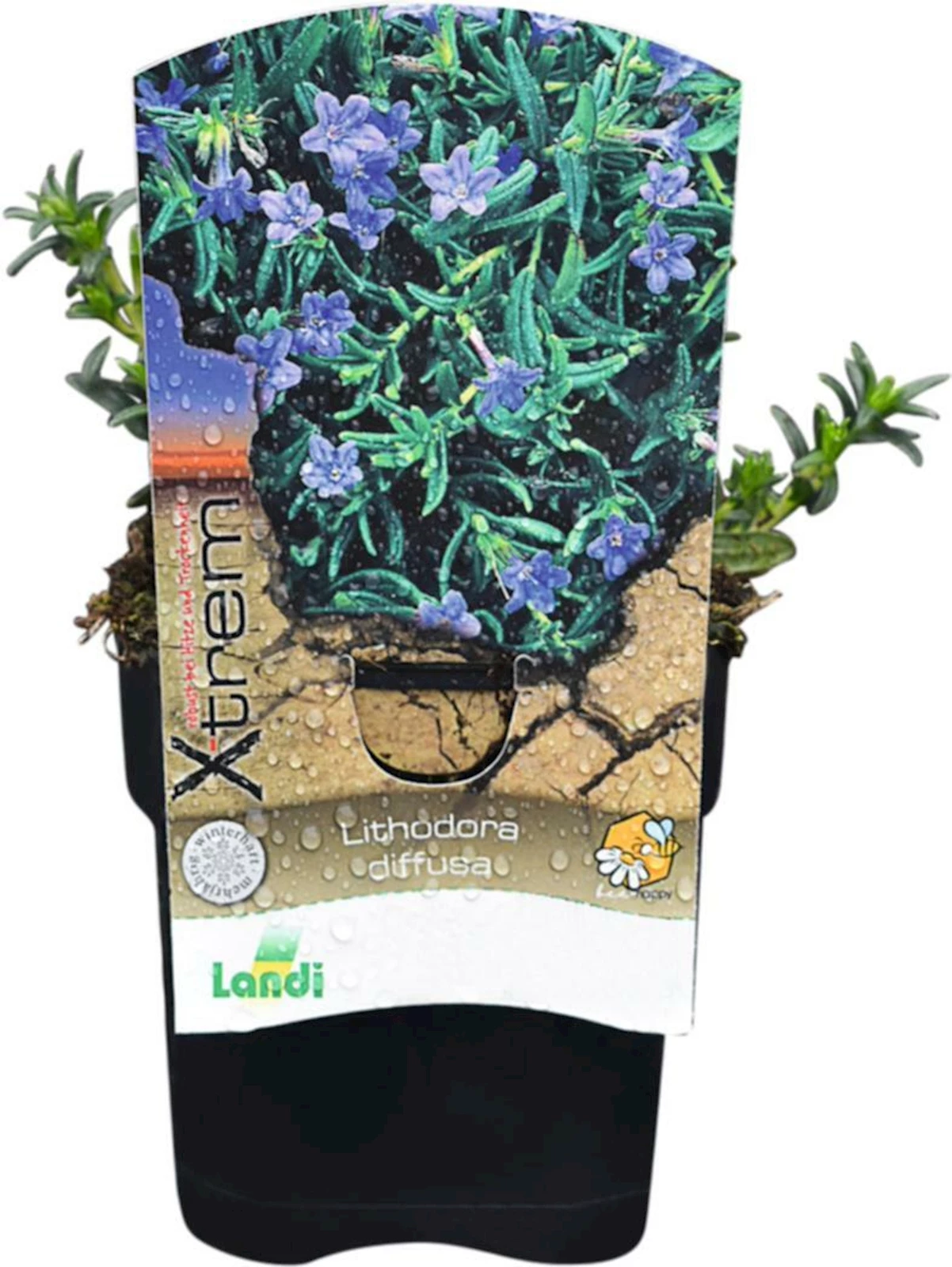 Lithodora diffusa blau P1 l