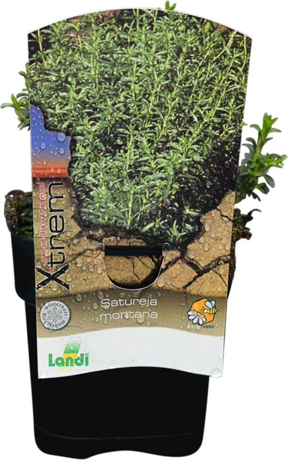 Satureja montana rosa P1 l