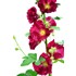 Alcea rosea in Farben P1 l