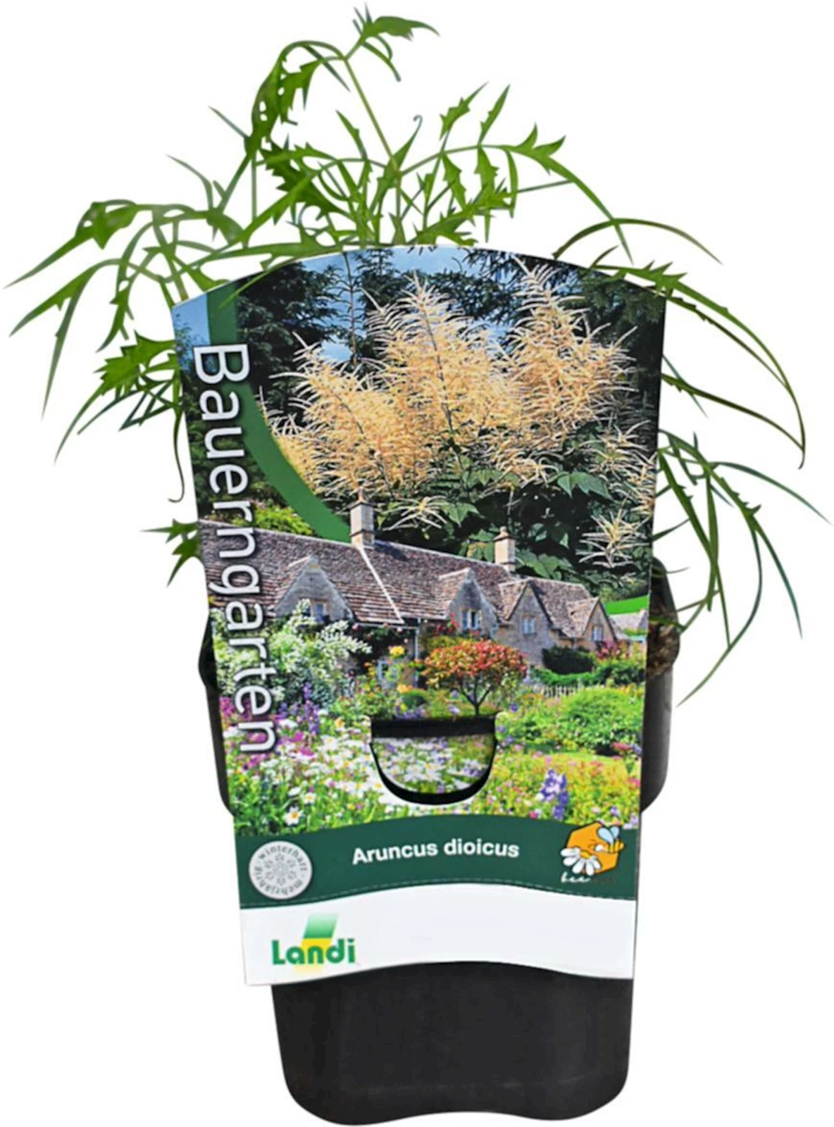 Aruncus dioicus weiss P1 l