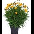 Coreopsis grandiflora jaune P1 l