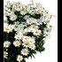 Leucanthemum max. blanc P1 l