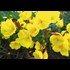 Oenothera fruticosa gelb P1 l