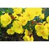 Oenothera fruticosa jaune P1 l