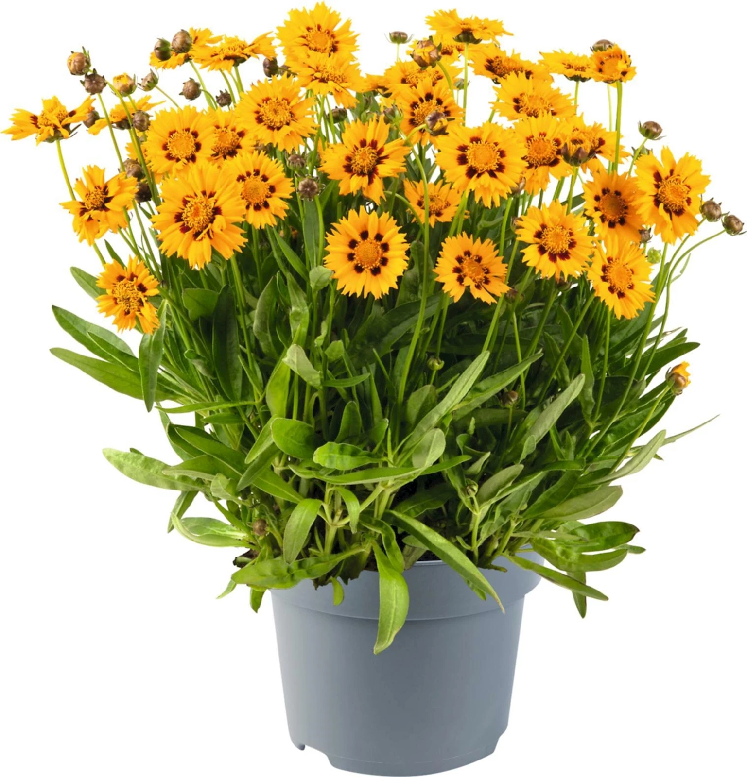 Coreopsis grandiflora jaune/rouge P2 l