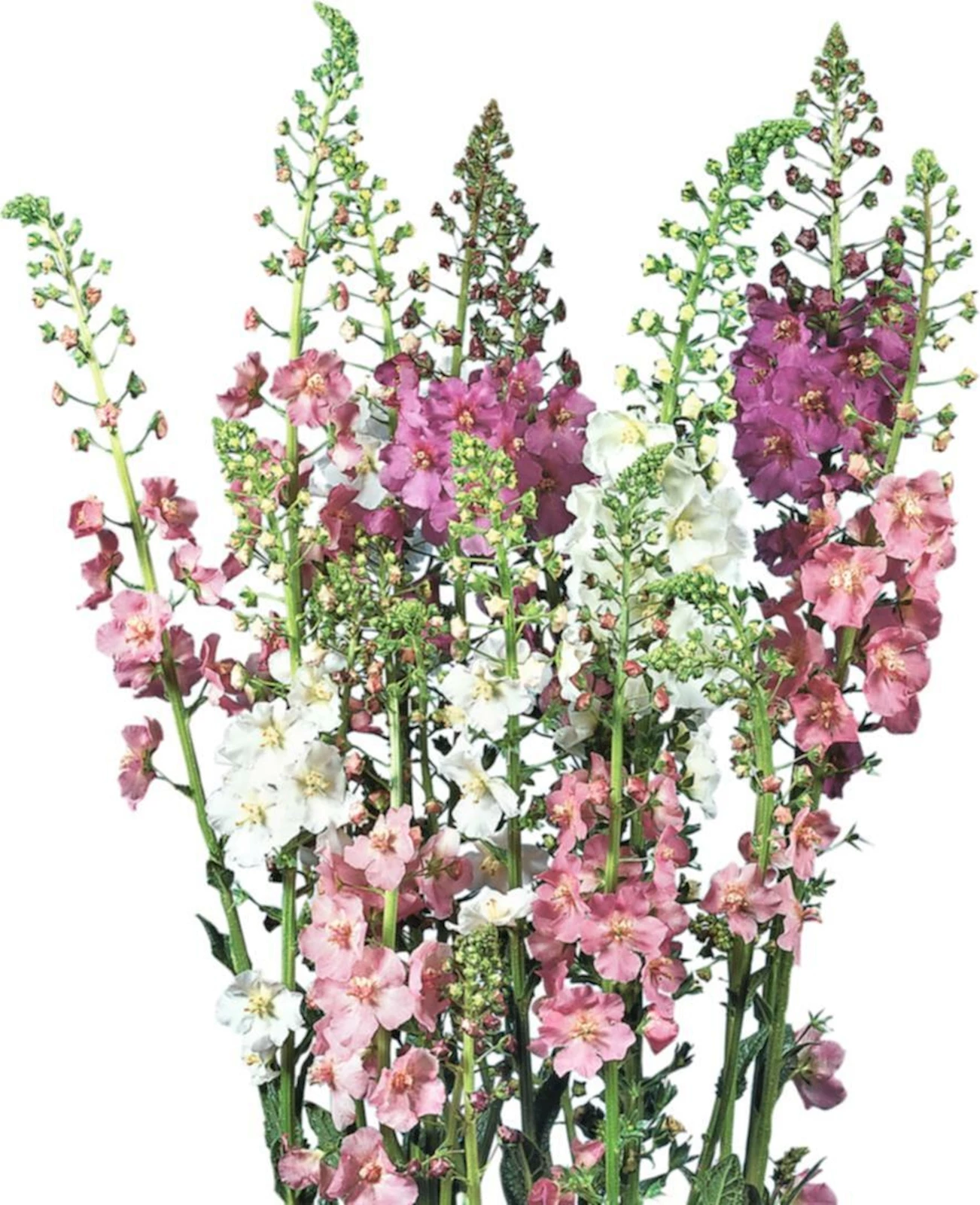 Verbascum phoeniceum in Farben P2 l
