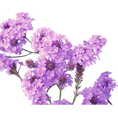 Verbena rigida violet P2 l