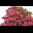 Achillea millefolium rouge P3 l