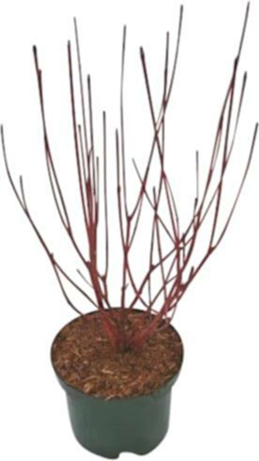 Cornus alba "Sibirica" P3 l