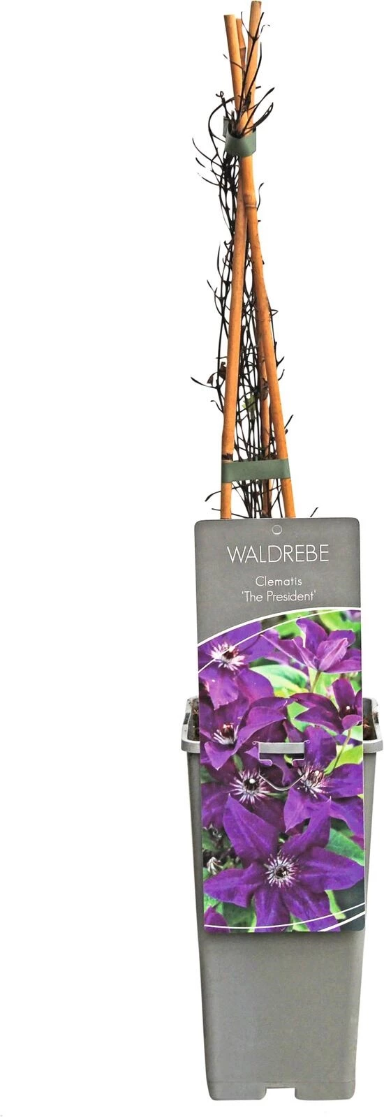 Clematis President P17 cm