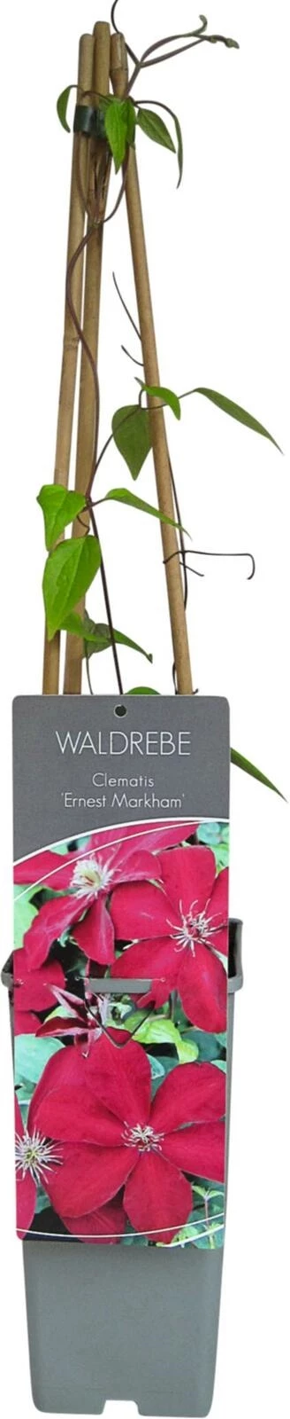 Clematis Ernest Markham P17 cm