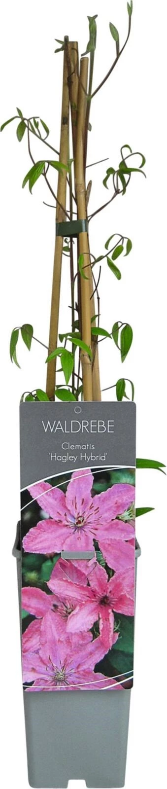 Clematis Hagley hybrid P17 cm