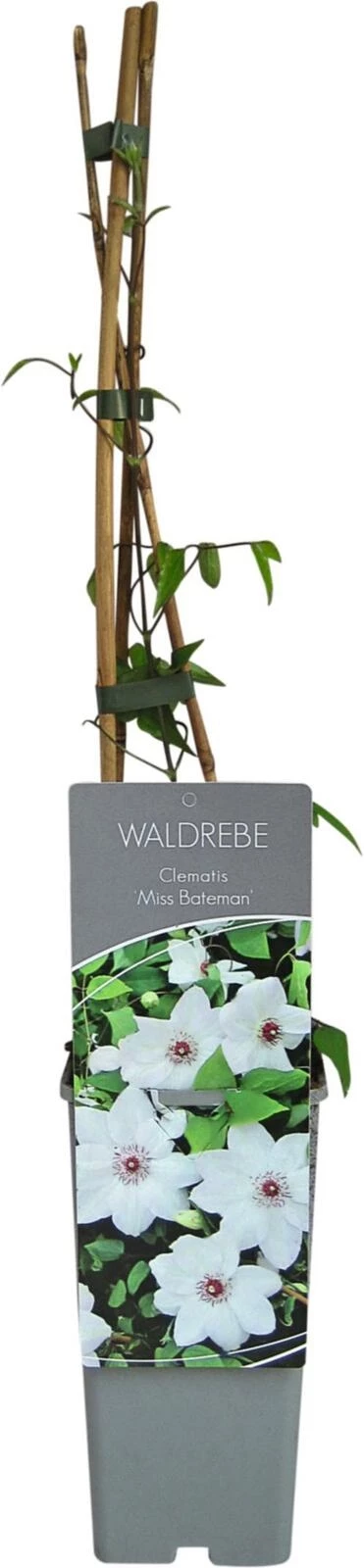 Clematis Miss Bateman P17 cm