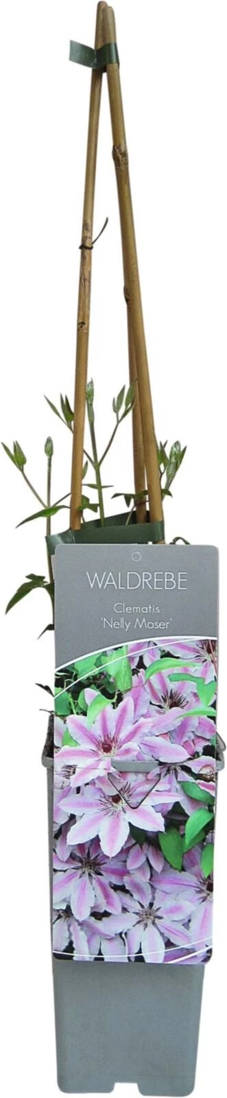 Clematis Nelly Moser P17 cm