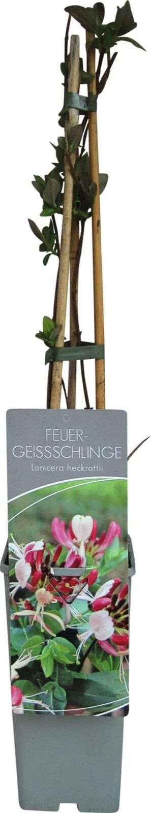 Lonicera heckrottii P17 cm