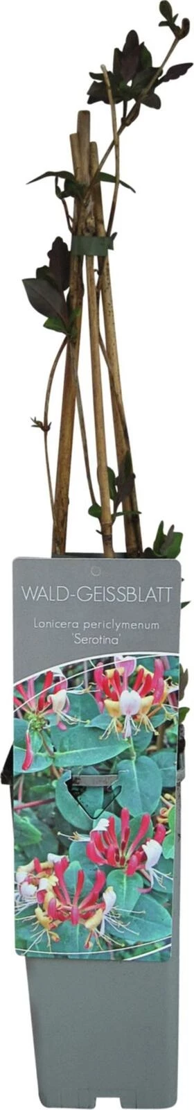 Lonicera per. Serotina P17 cm
