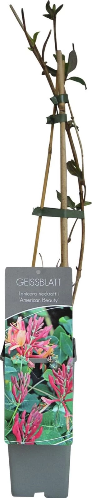 Lonicera heck Aremica Beauty P17 cm
