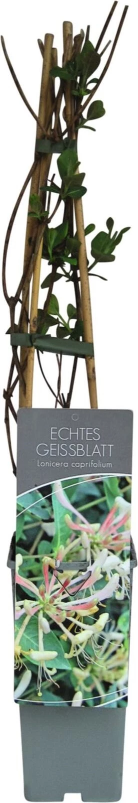 Lonicera caprifolium P17 cm