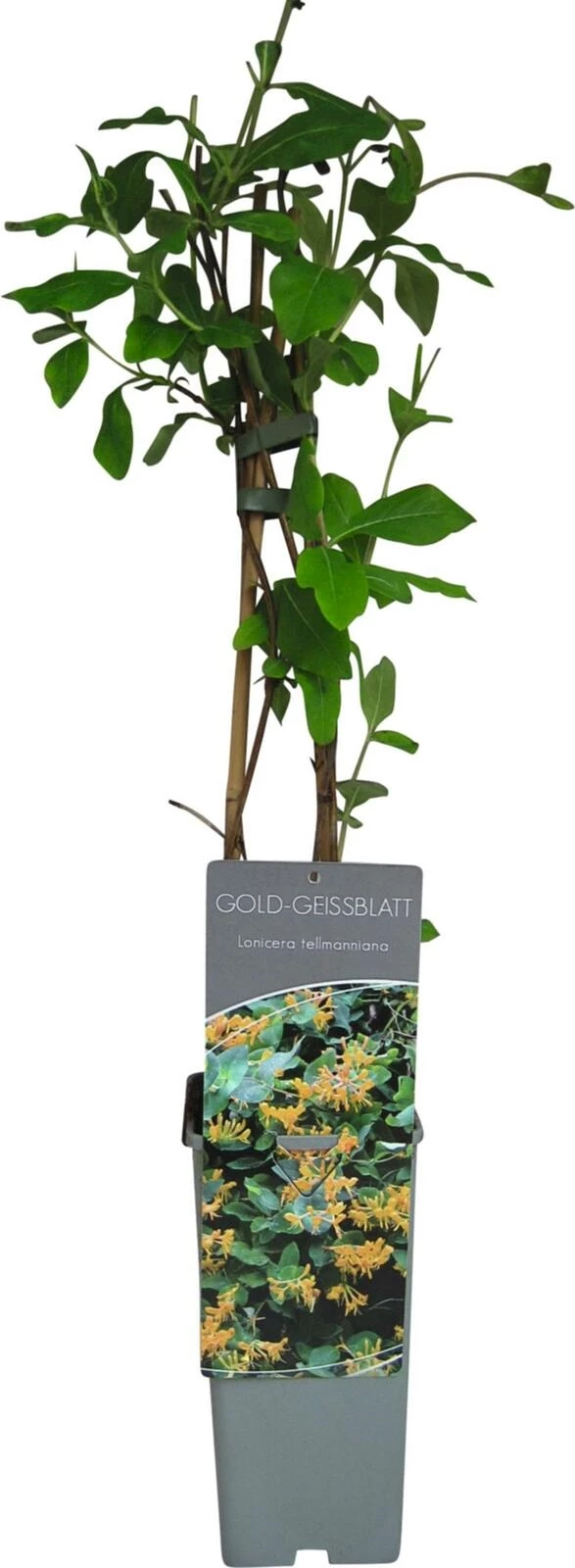 Lonicera tellmanniana P17 cm