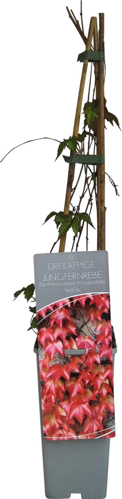 Parthenocissus tric Veitchii P17 cm