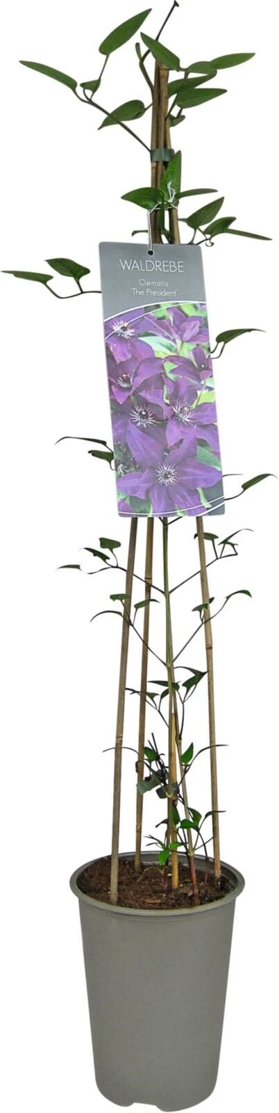 Clematis President P19 cm