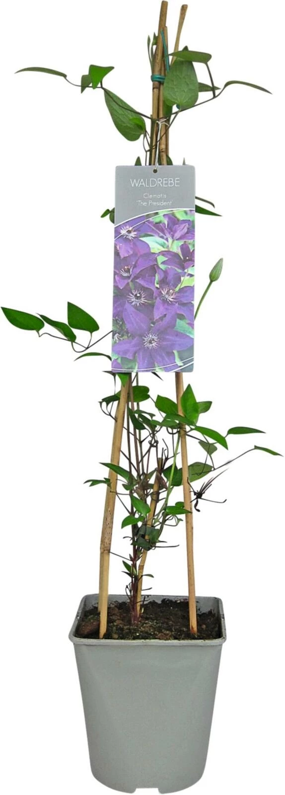 Clematis President P23 cm