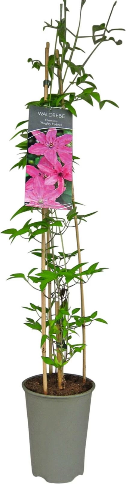 Clematis Hagley hybrid P19 cm