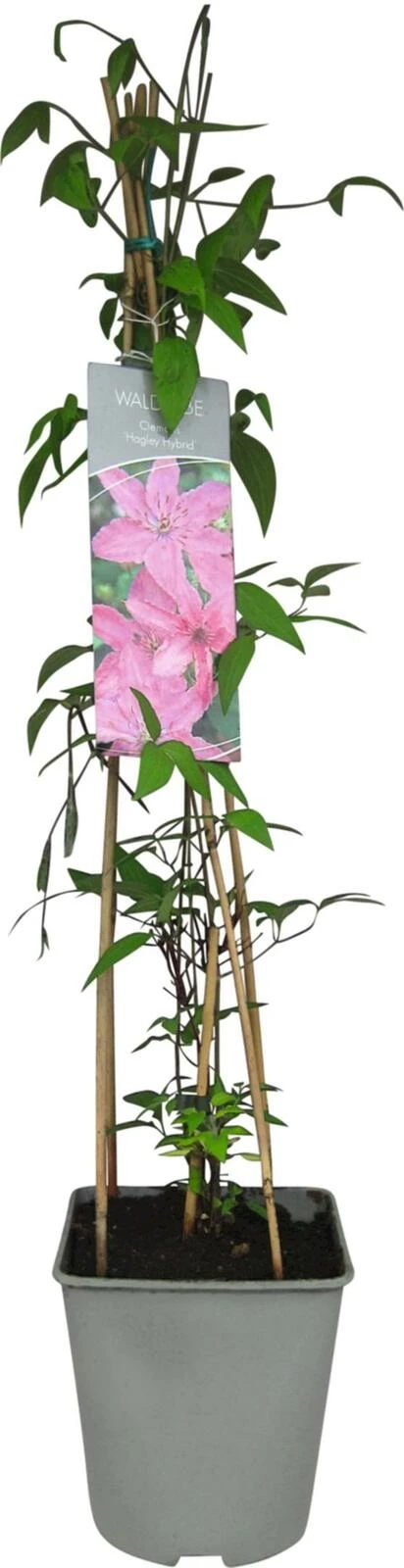 Clematis Hagley hybrid P23 cm