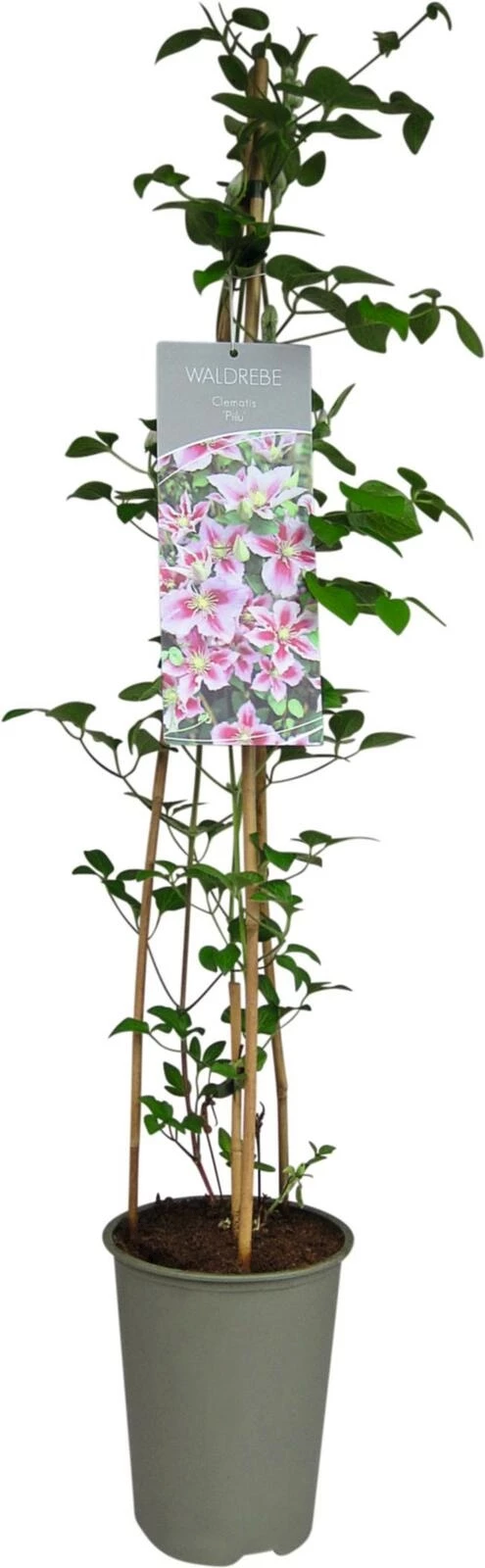 Clematis Piilu P19 cm