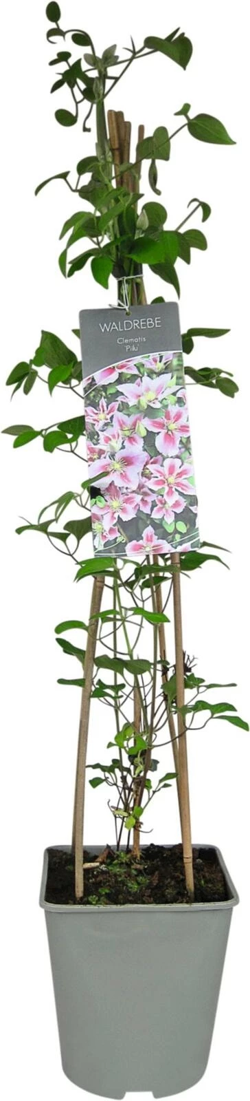 Clematis Piilu P23 cm