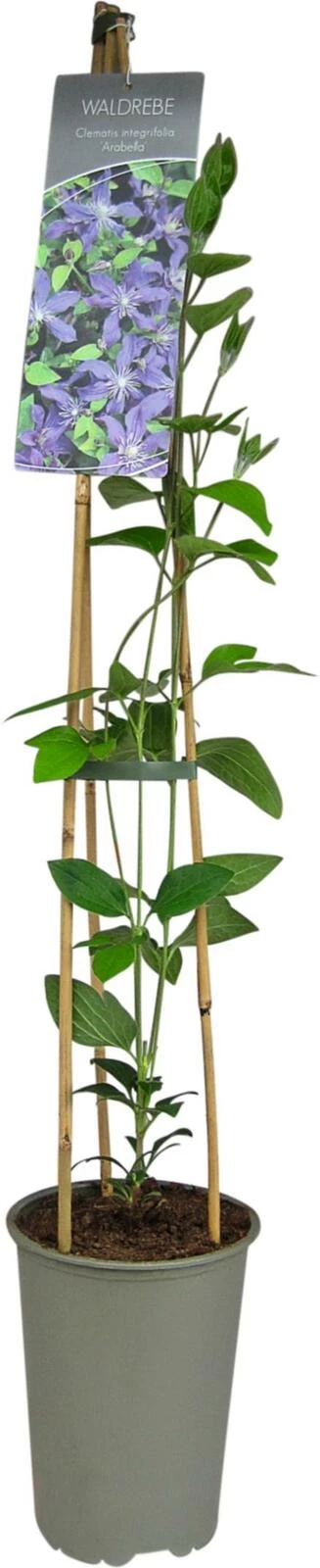 Clematis int. Arabella P19 cm