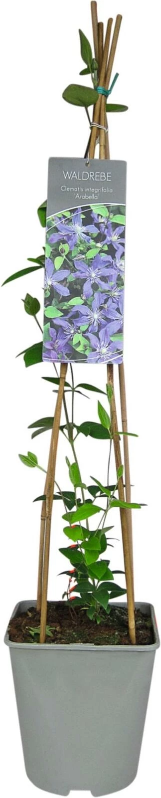 Clematis int. Arabella P23 cm