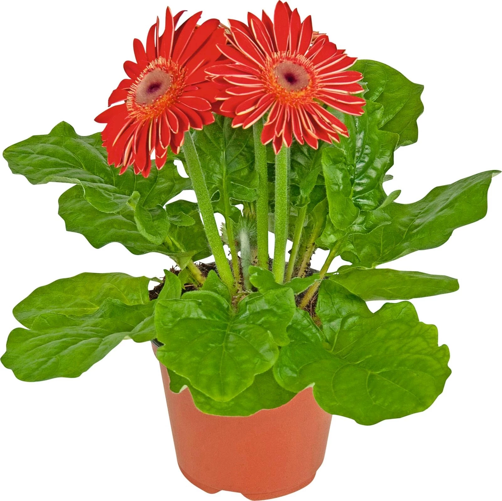 Gerbera rot P10.5 cm
