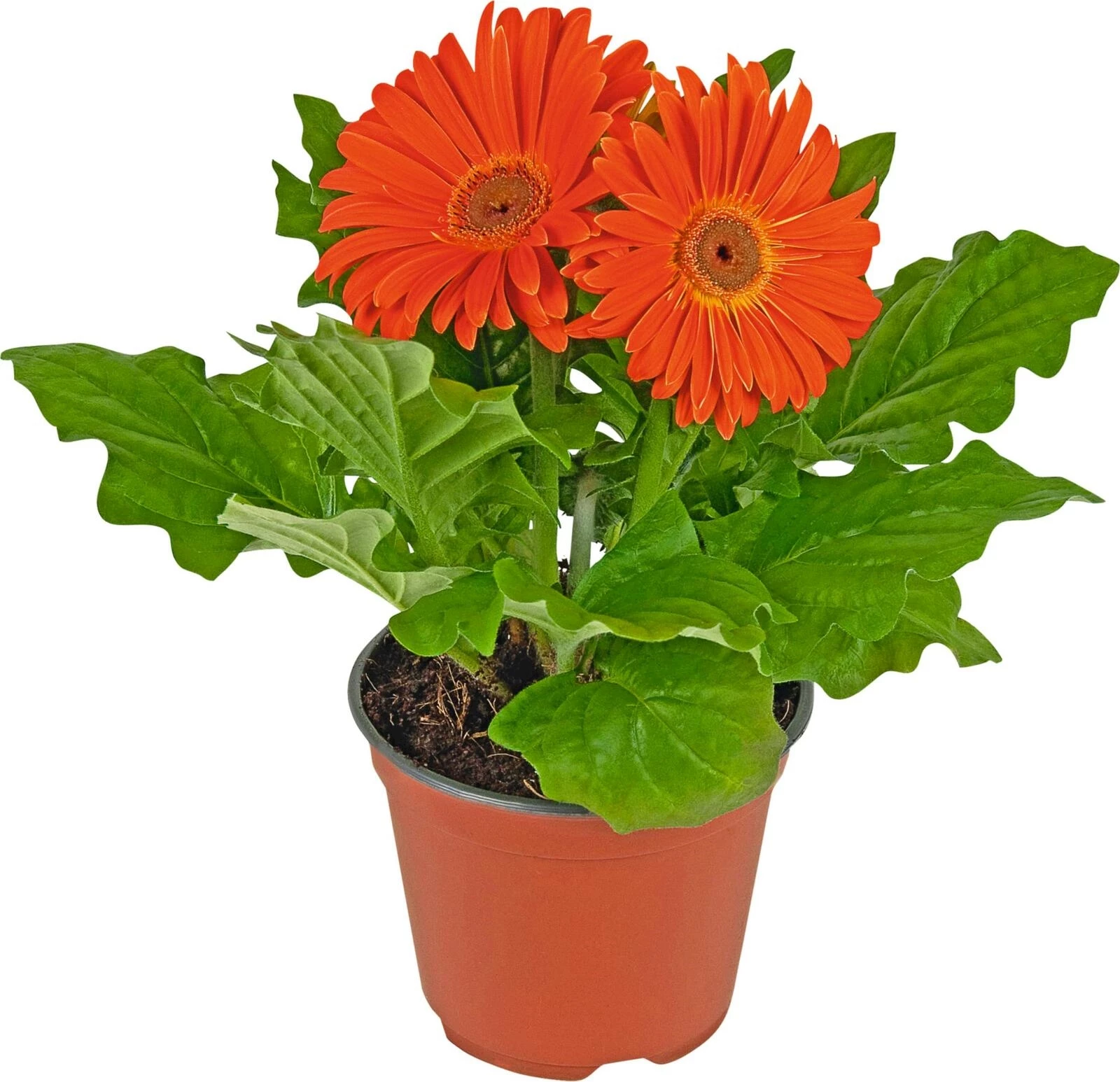 Gerbera orange P10.5 cm