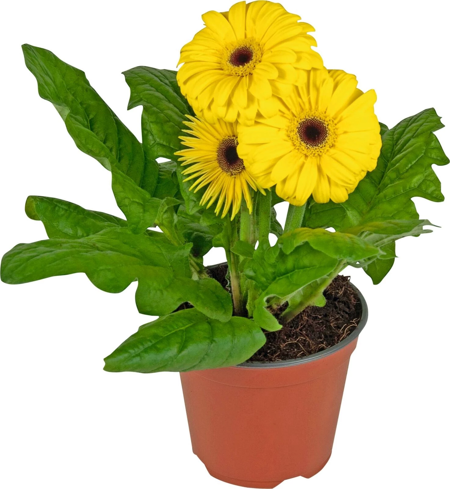 Gerbera gelb P10.5 cm