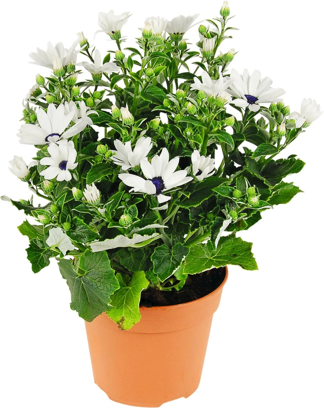 Senetti weiss P15 cm