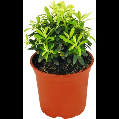 Euphorbia Frühlingsflirt P13 cm