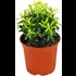 Euphorbia Flirt printemps P13 cm