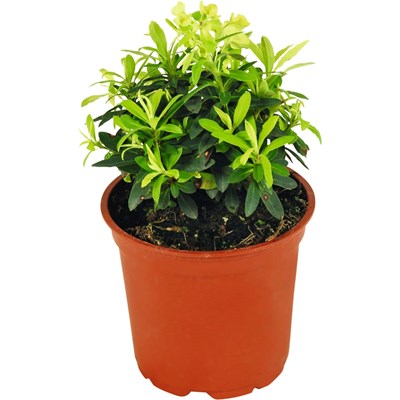 Euphorbia Frühlingsflirt P13 cm
