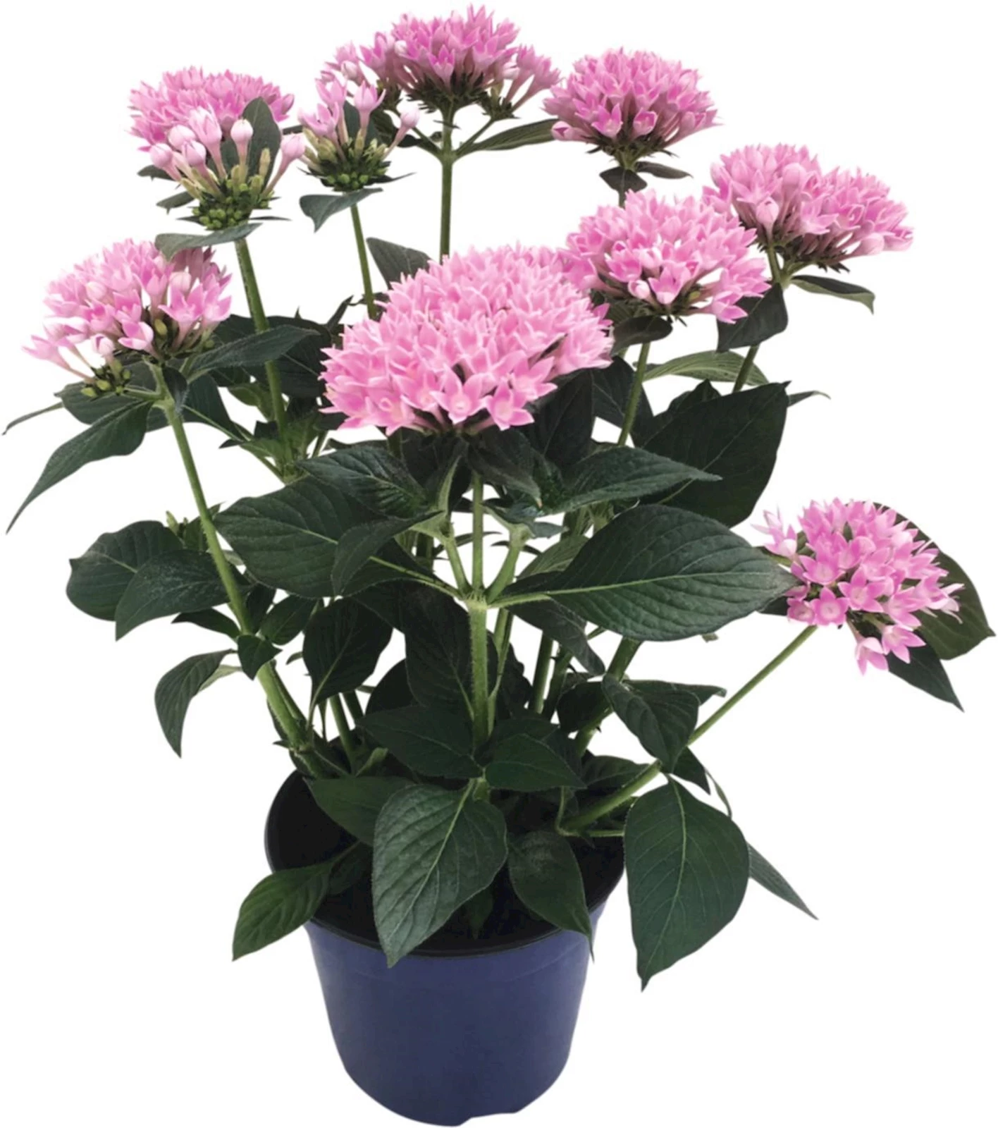 Pentas Ianceolata rose P12 cm