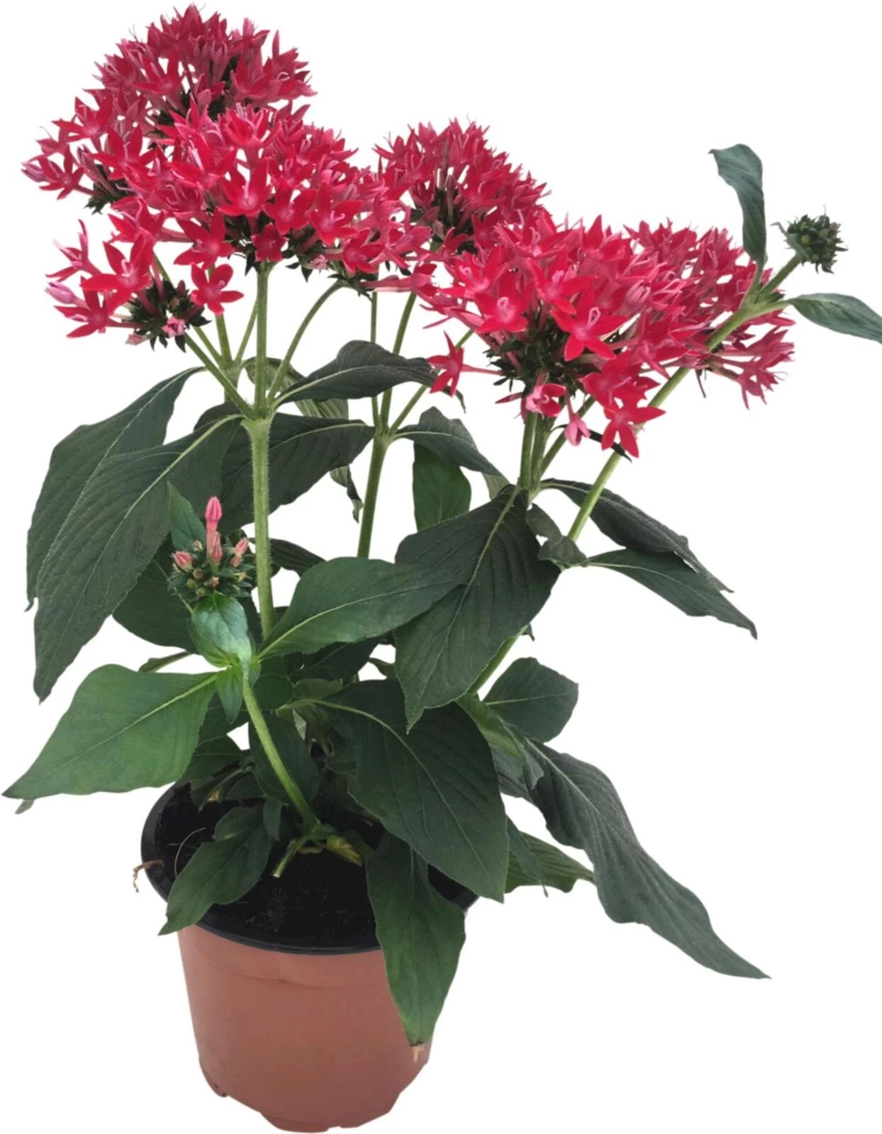 Pentas Ianceolata rouge P12 cm