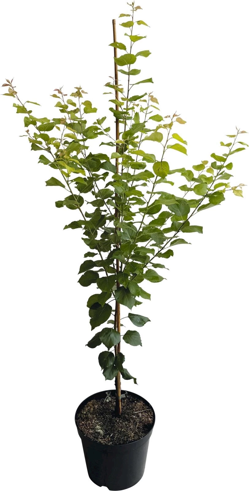 Abricotier Luizet P10 l