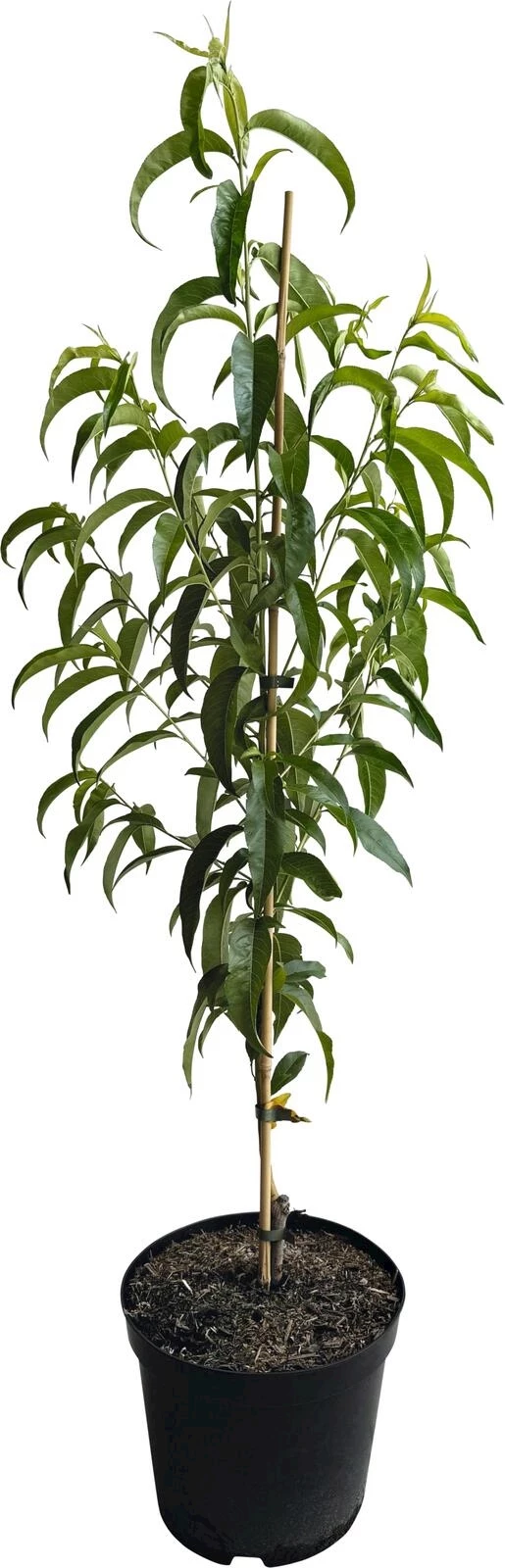 Pêcher Red Haven P10 l