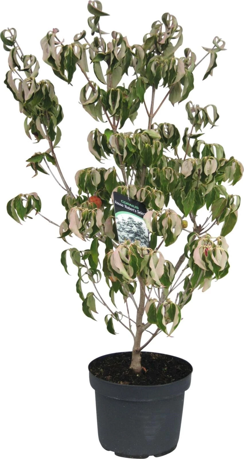 Cornus kousa P10 l